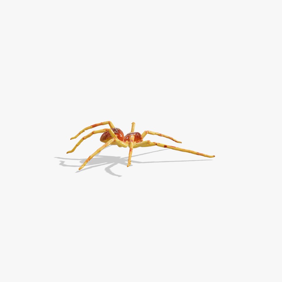Realistic Sea Spider 3D Model with Long Legs